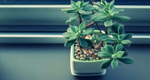 close up of plant