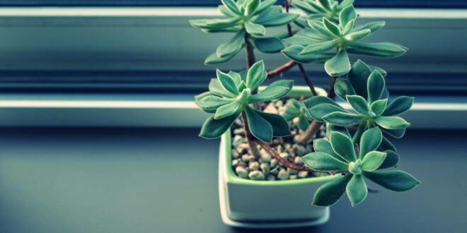 close up of plant